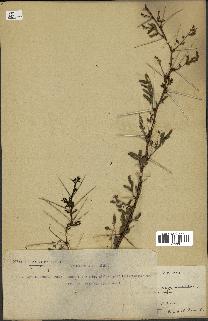spécimen de Acacia tortilis