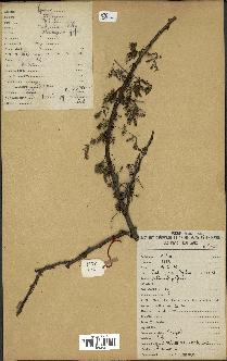 spécimen de Acacia tortilis