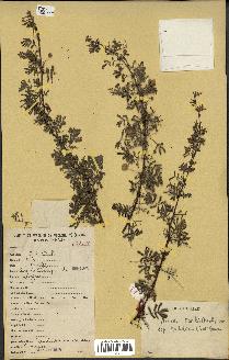 spécimen de Acacia tortilis