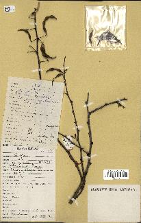 spécimen de Acacia tortilis