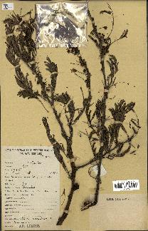 spécimen de Acacia tortilis