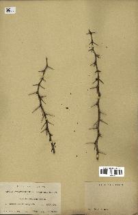 spécimen de Acacia arabica