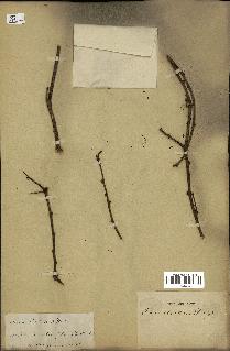 spécimen de Acacia arabica