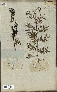 spécimen de Acacia arabica