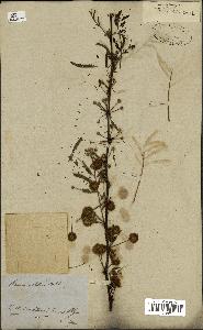 spécimen de Acacia arabica