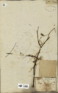 spécimen de Acacia arabica