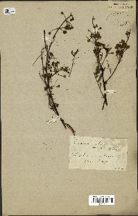 spécimen de Acacia arabica