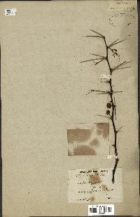 spécimen de Acacia arabica