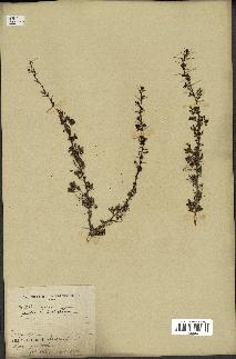 spécimen de Acacia tortilis