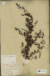spécimen de Acacia tortilis
