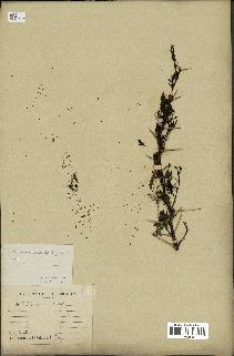 spécimen de Acacia tortilis