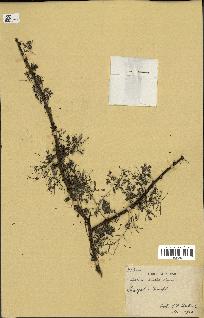 spécimen de Acacia tortilis