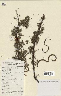 spécimen de Acacia tortilis