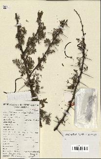 spécimen de Acacia tortilis