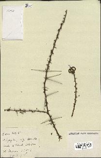 spécimen de Acacia tortilis