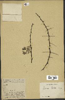 spécimen de Acacia tortilis
