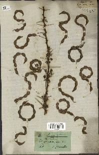 spécimen de Acacia tortilis