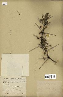 spécimen de Acacia tortilis