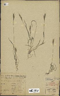 spécimen de Brachypodium distachyon