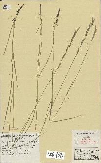 spécimen de Brachypodium pinnatum