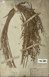 spécimen de Oryza sativa