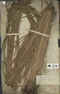 spécimen de Oryza sativa