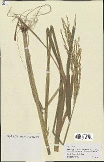 spécimen de Oryza sativa
