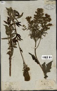 spécimen de Spiraea ulmaria