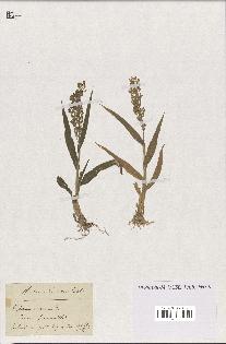 spécimen de Panicum miliaceum