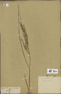 spécimen de Oryza sativa