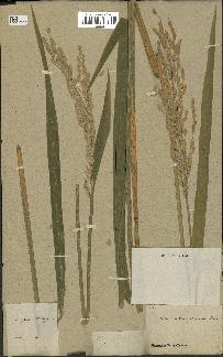 spécimen de Oryza sativa