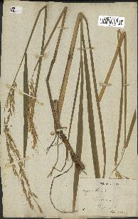 spécimen de Oryza sativa