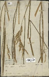 spécimen de Oryza sativa