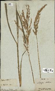 spécimen de Oryza sativa