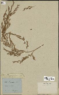 spécimen de Oryza sativa