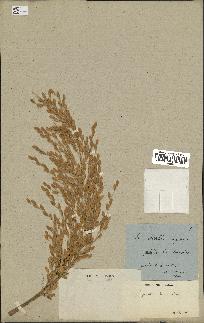 spécimen de Oryza sativa