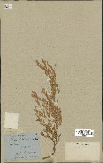 spécimen de Oryza sativa