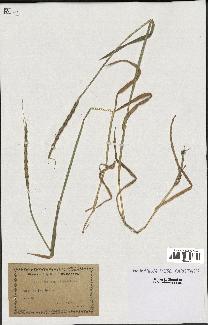 spécimen de Aegilops ventricosa