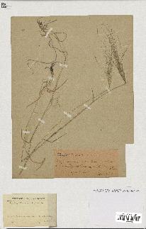 spécimen de Aegilops triuncialis