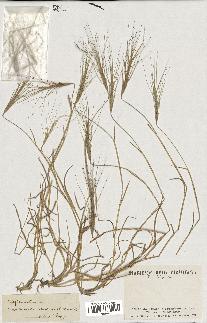 spécimen de Aegilops triuncialis