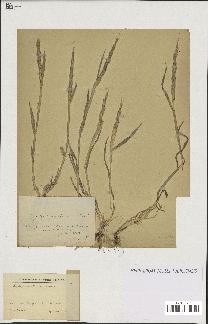 spécimen de Aegilops ventricosa