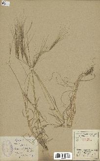 spécimen de Aegilops triuncialis