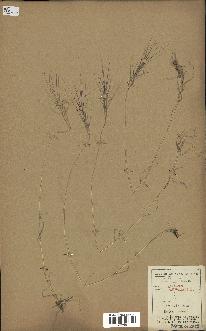 spécimen de Aegilops triuncialis