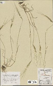 spécimen de Aegilops triuncialis