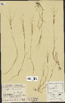 spécimen de Aegilops triuncialis