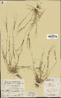 spécimen de Aegilops triuncialis