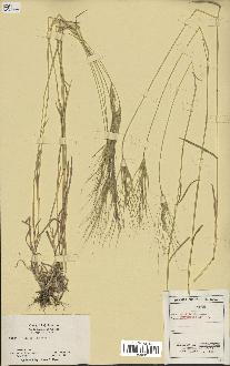 spécimen de Aegilops triuncialis