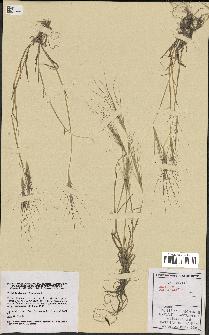 spécimen de Aegilops triuncialis