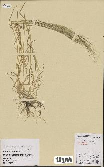 spécimen de Aegilops triuncialis