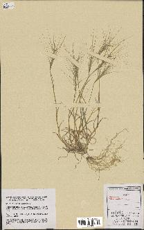 spécimen de Aegilops triuncialis